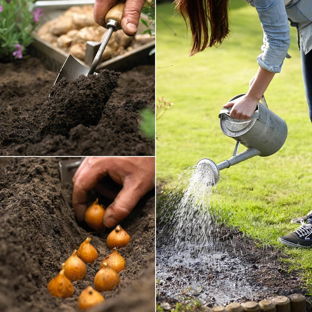 Lily Yellow Set of 7 Bulbs Perennial J477788