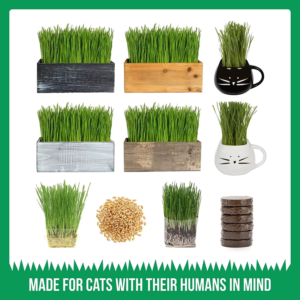 Organic Cat Grass Kit with Seed Mix and Soil Q324976