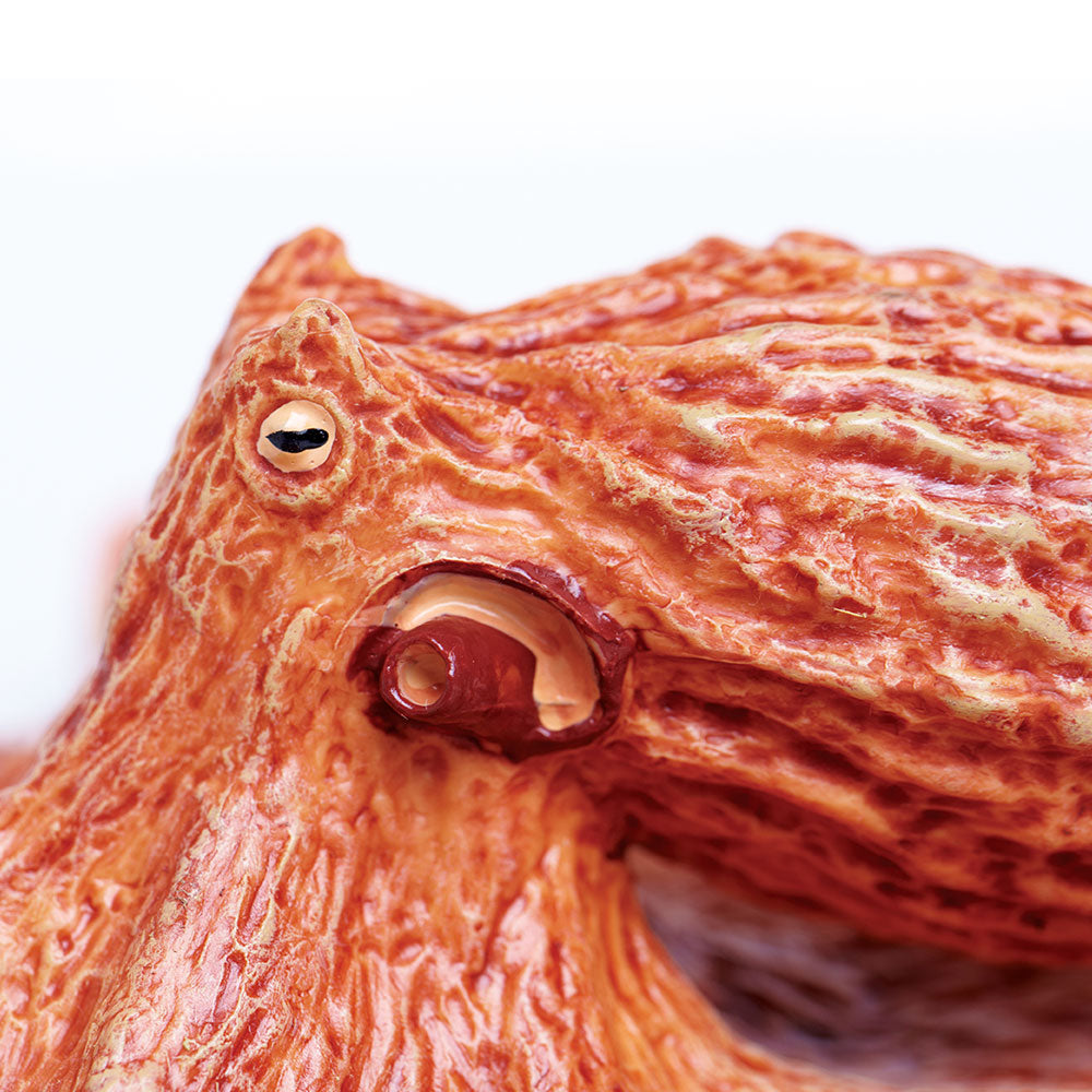 Giant Pacific Octopus X64214