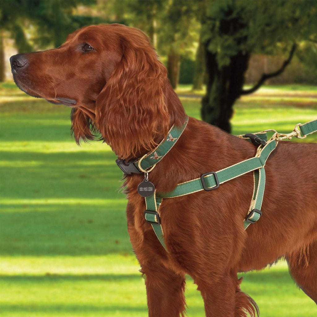 Dog Collar Q3650
