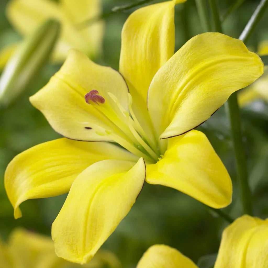 Lily Yellow Set of 7 Bulbs Perennial J477788