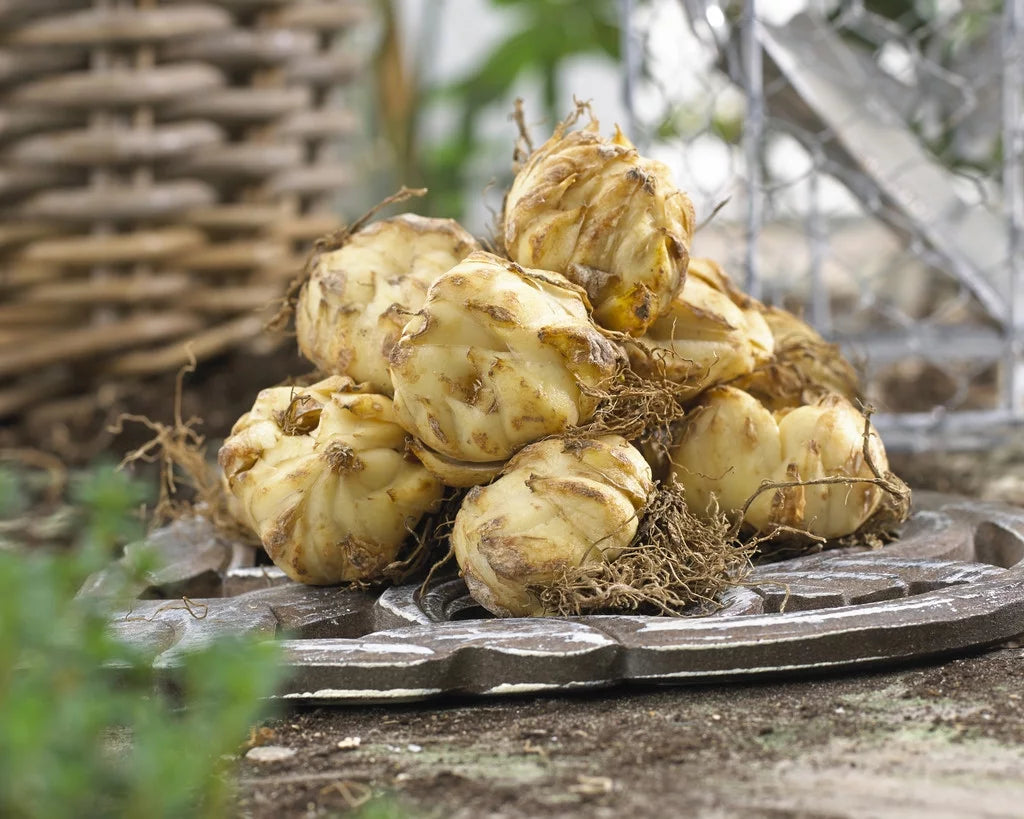 Lily Yellow Set of 7 Bulbs Perennial J477788