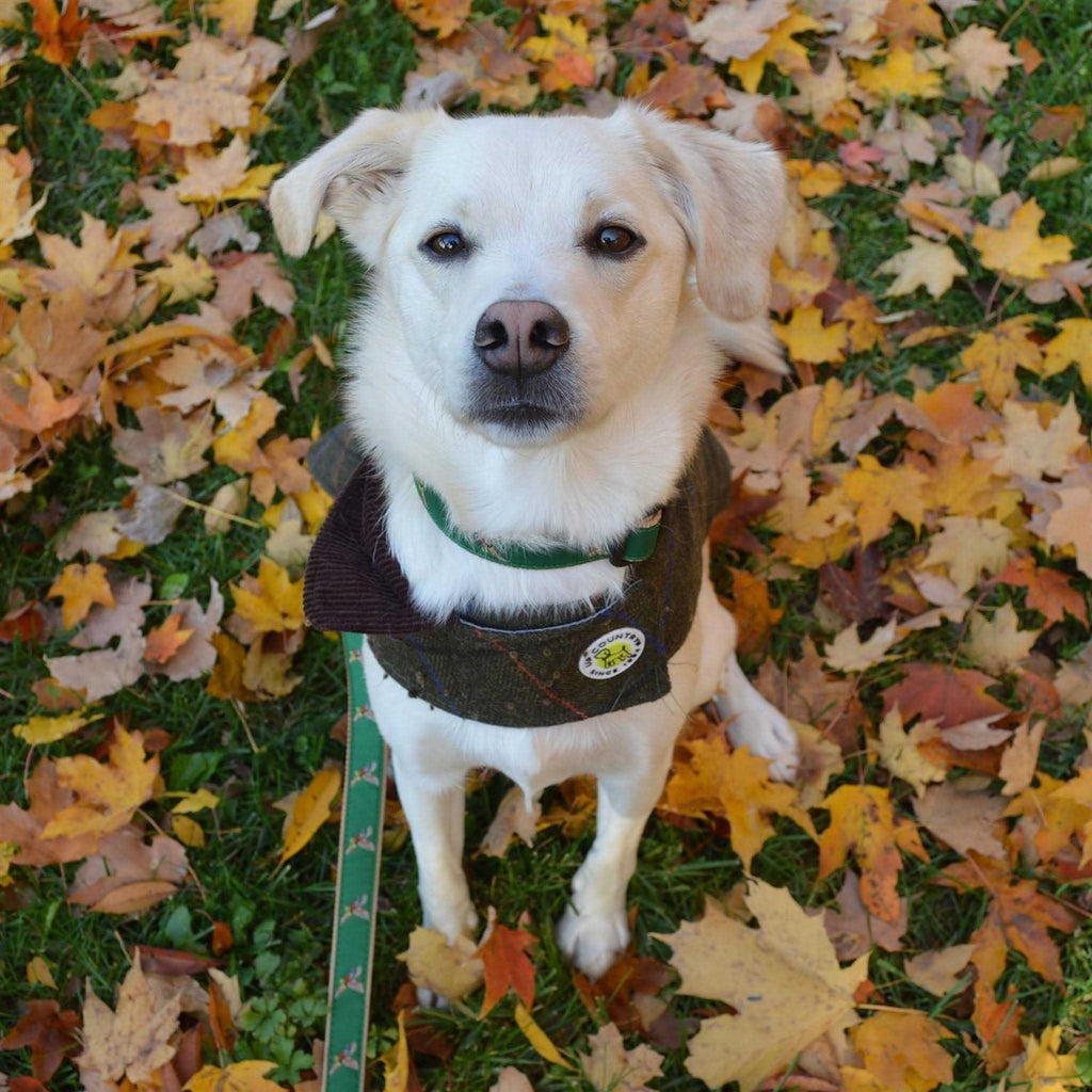 Dog Collar Q3650