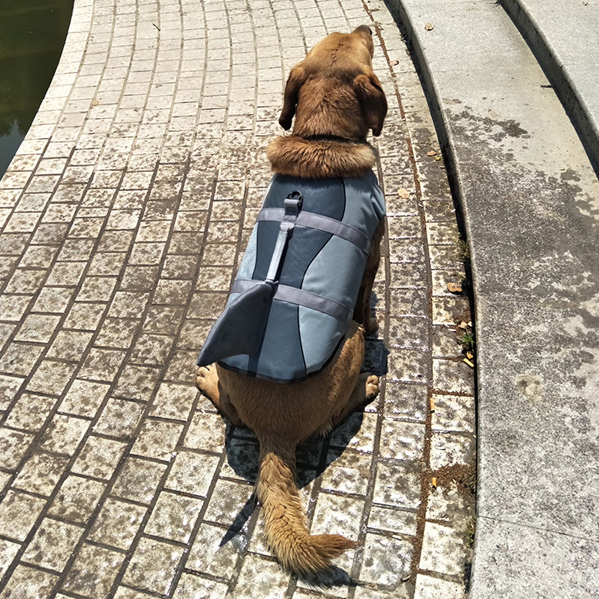 Dog Pet Shark Swimsuit Vest Safety Wear R51026