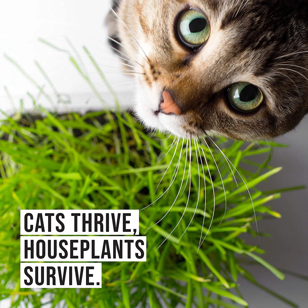 Organic Cat Grass Kit with Seed Mix and Soil Q324976