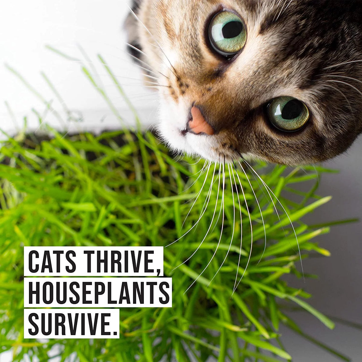 Organic Cat Grass Kit with Seed Mix and Soil Q324976