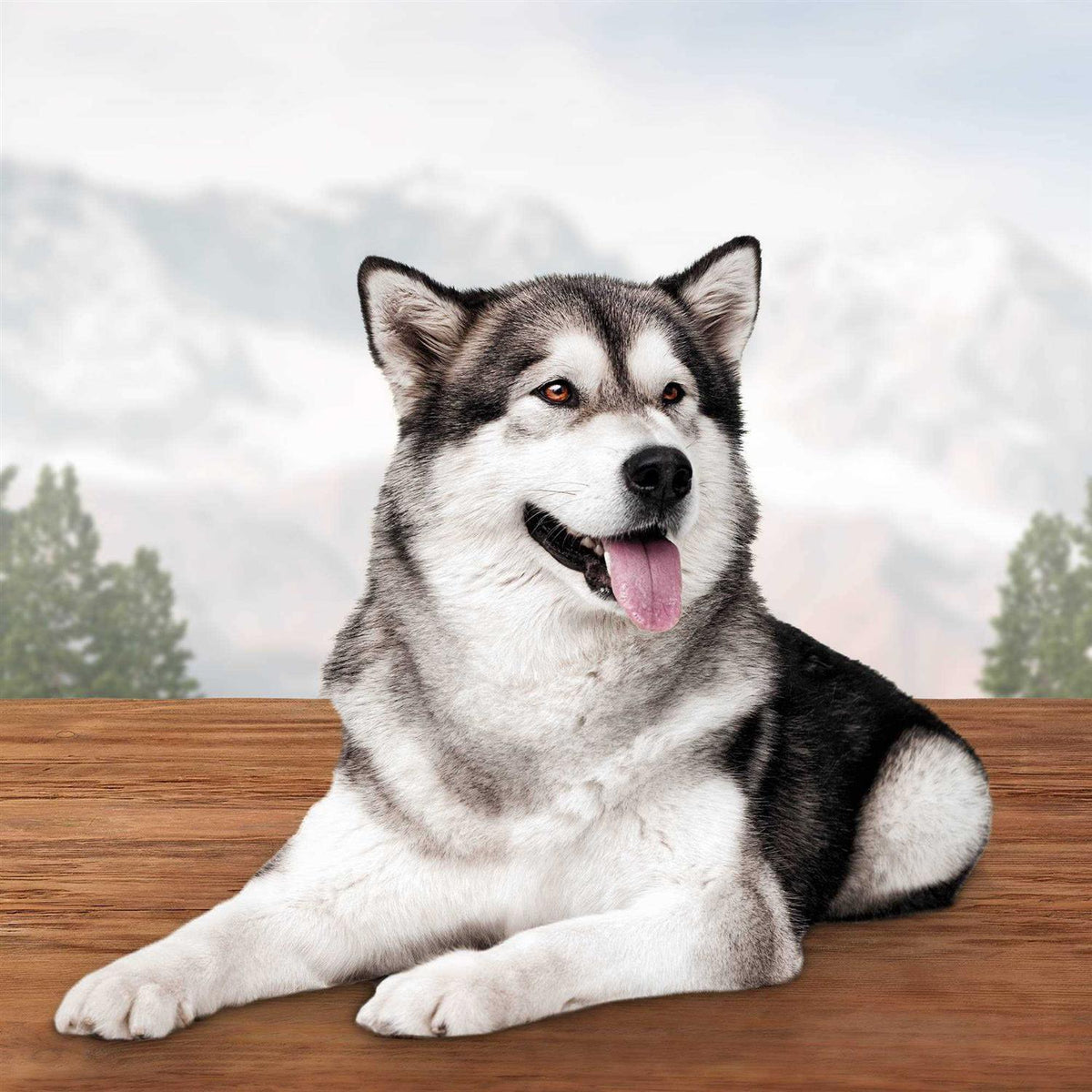 Dog Treats H299