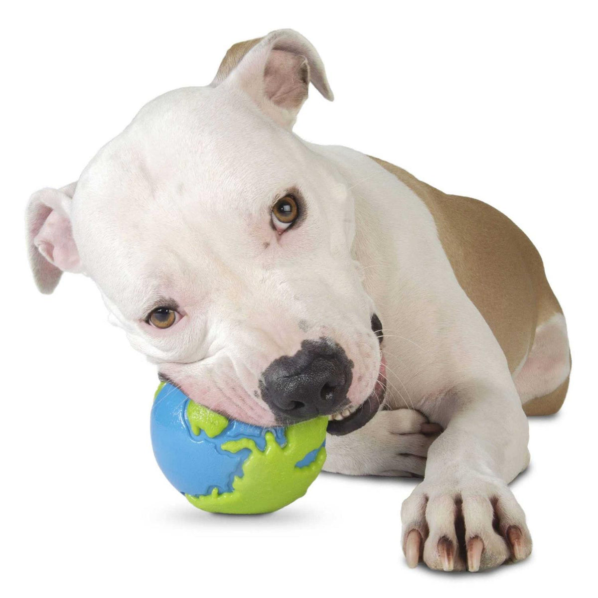 Blue Dog Ball F75985