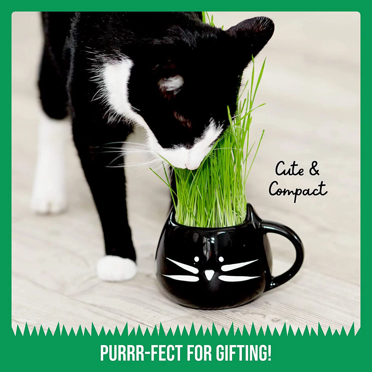 Organic Cat Grass Kit with Seed Mix and Soil Q324976