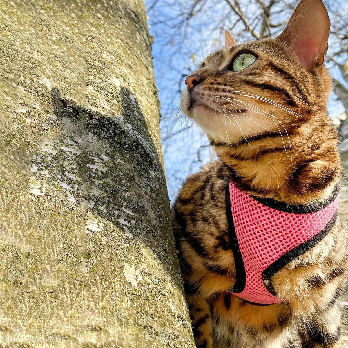 Adjustable Cat Harness with 6' Leash Q136787
