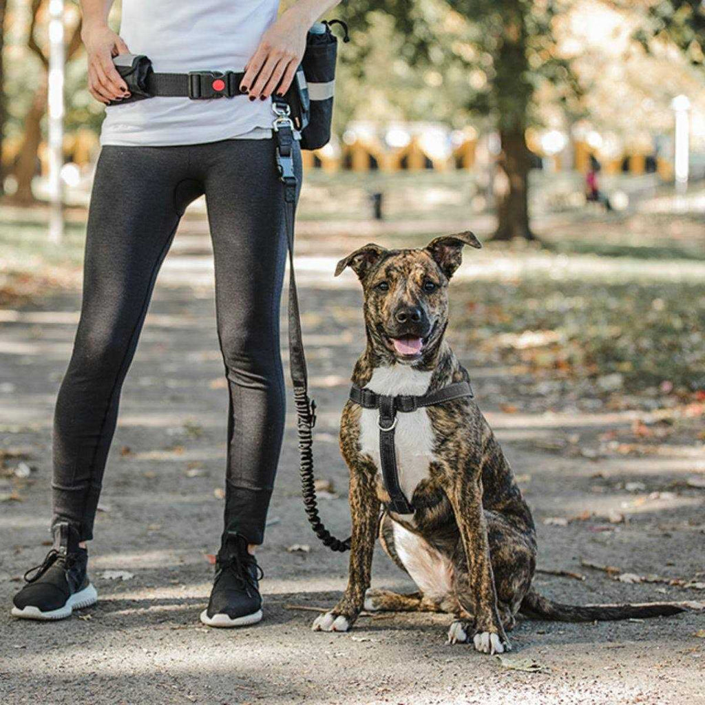 Pet Waist Belt & Bungee Leash D471