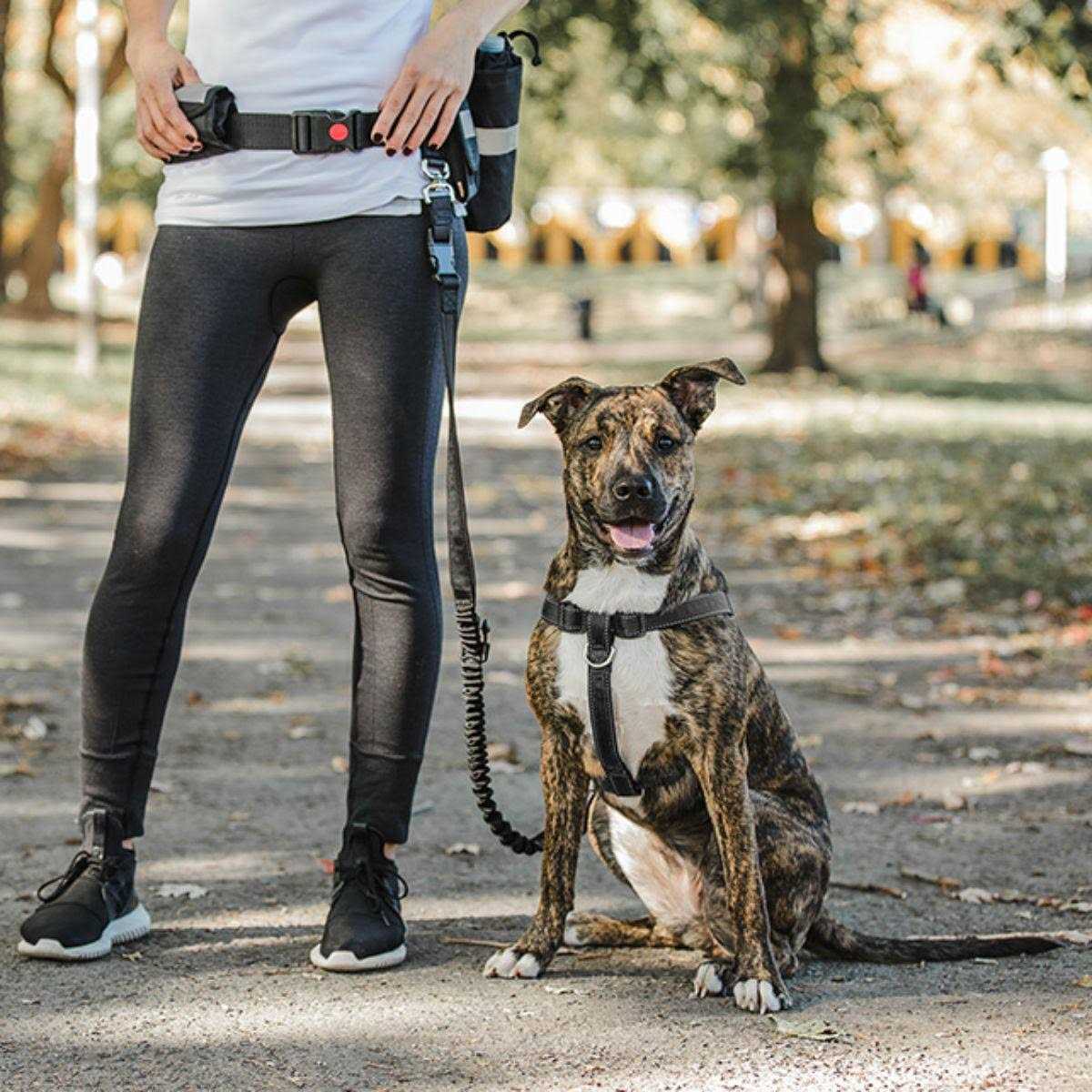 Pet Waist Belt & Bungee Leash D471