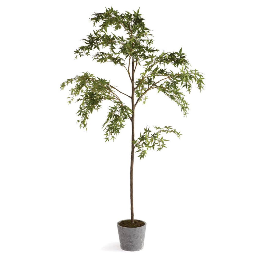 Maple Tree in Pot, 7-Feet K389