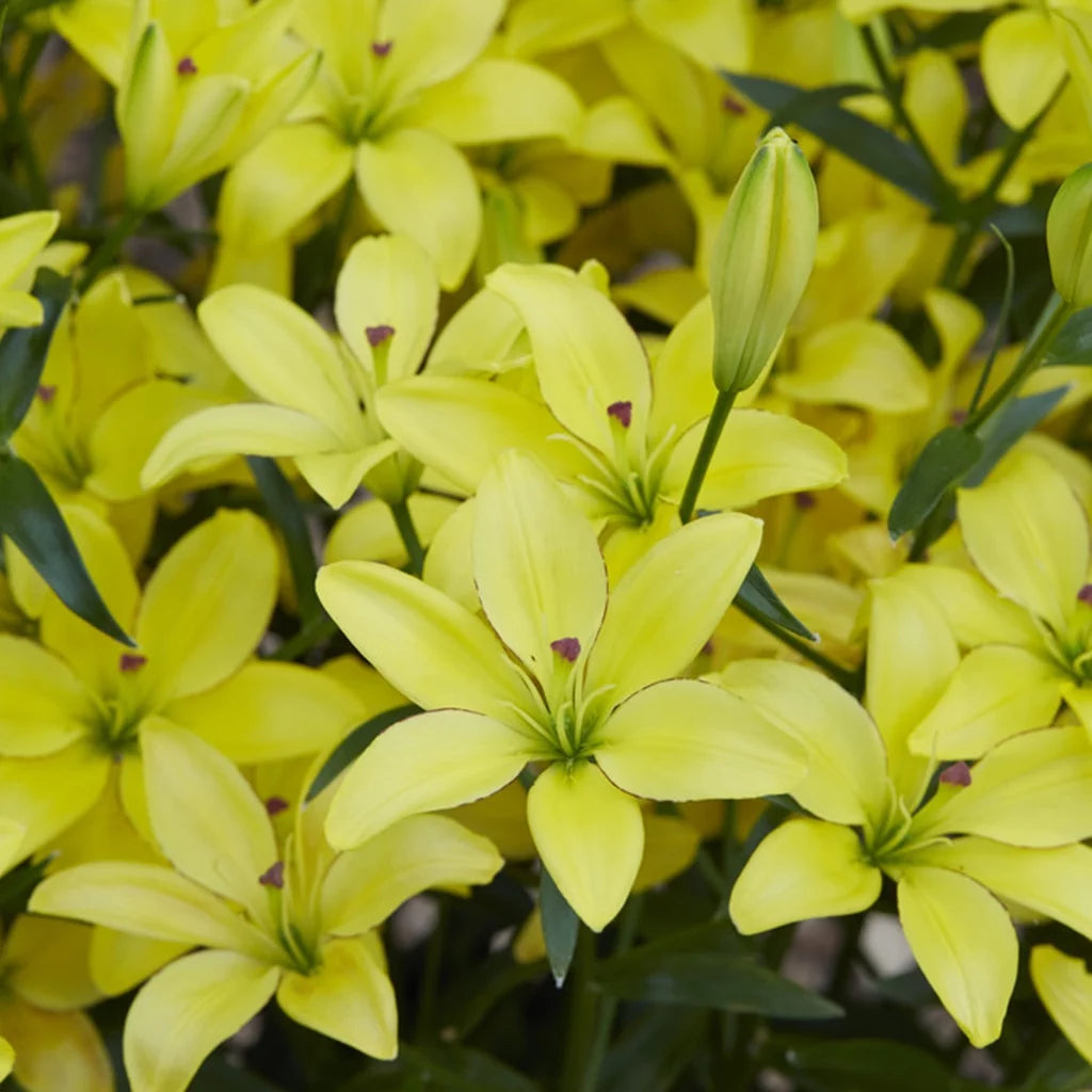 Lily Yellow Set of 7 Bulbs Perennial J477788