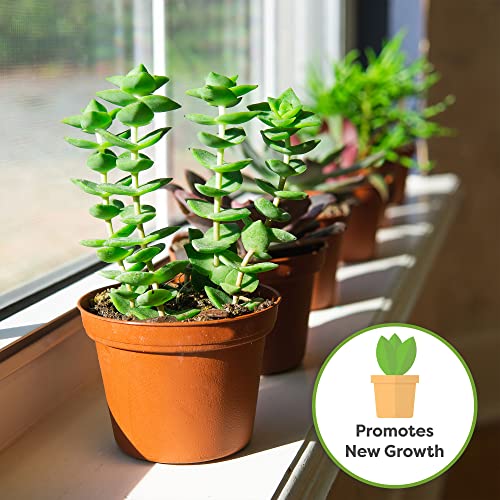 5 oz Succulent and Cactus Fertilizer D106
