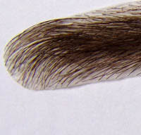 Fake Eyebrows Human Hair Stick on Brownish Black I150