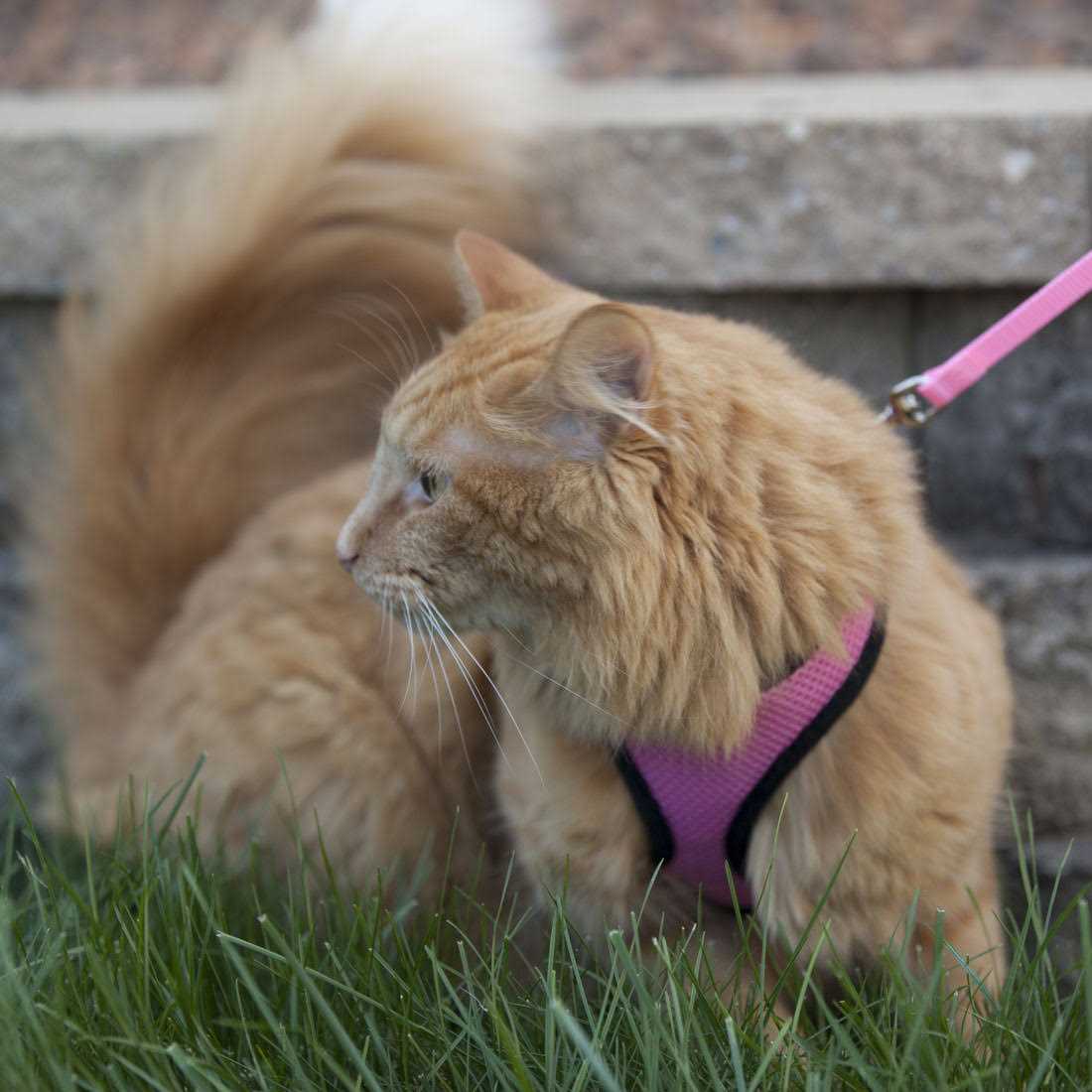 Adjustable Cat Harness with 6' Leash Q136787
