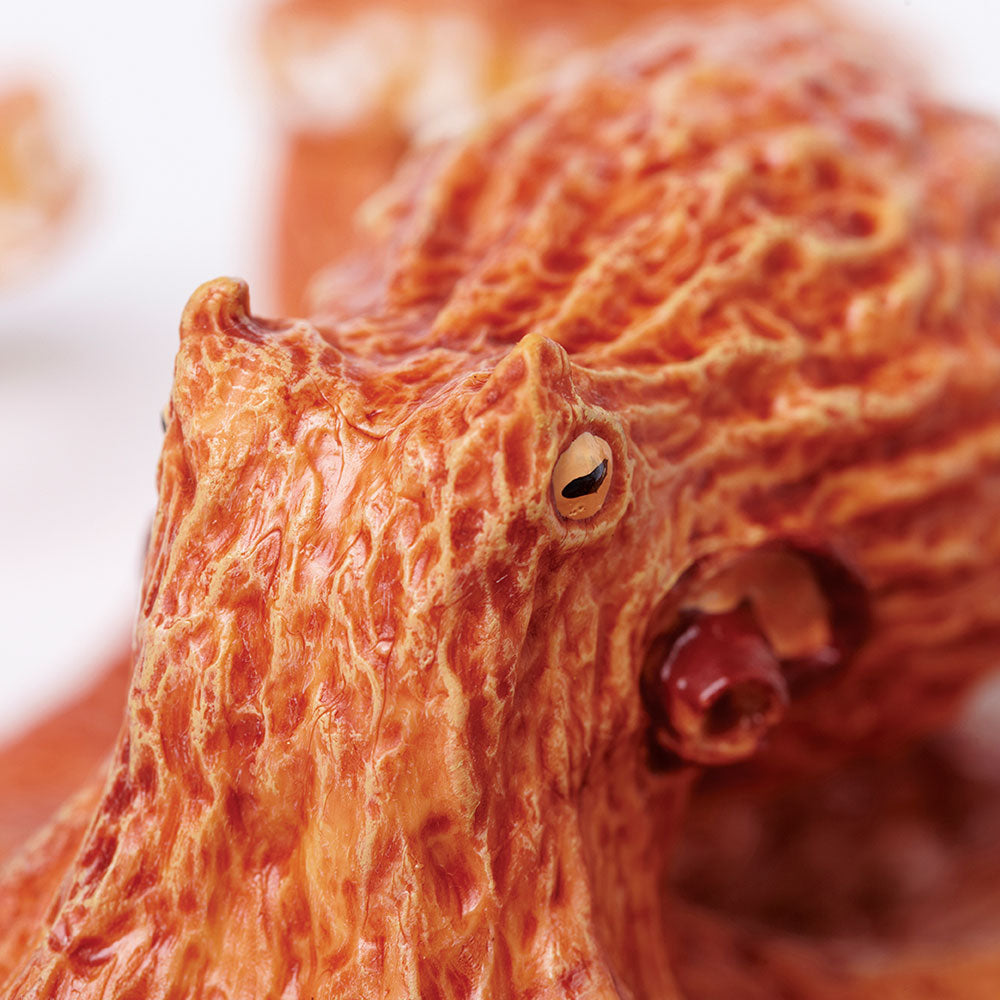 Giant Pacific Octopus X64214