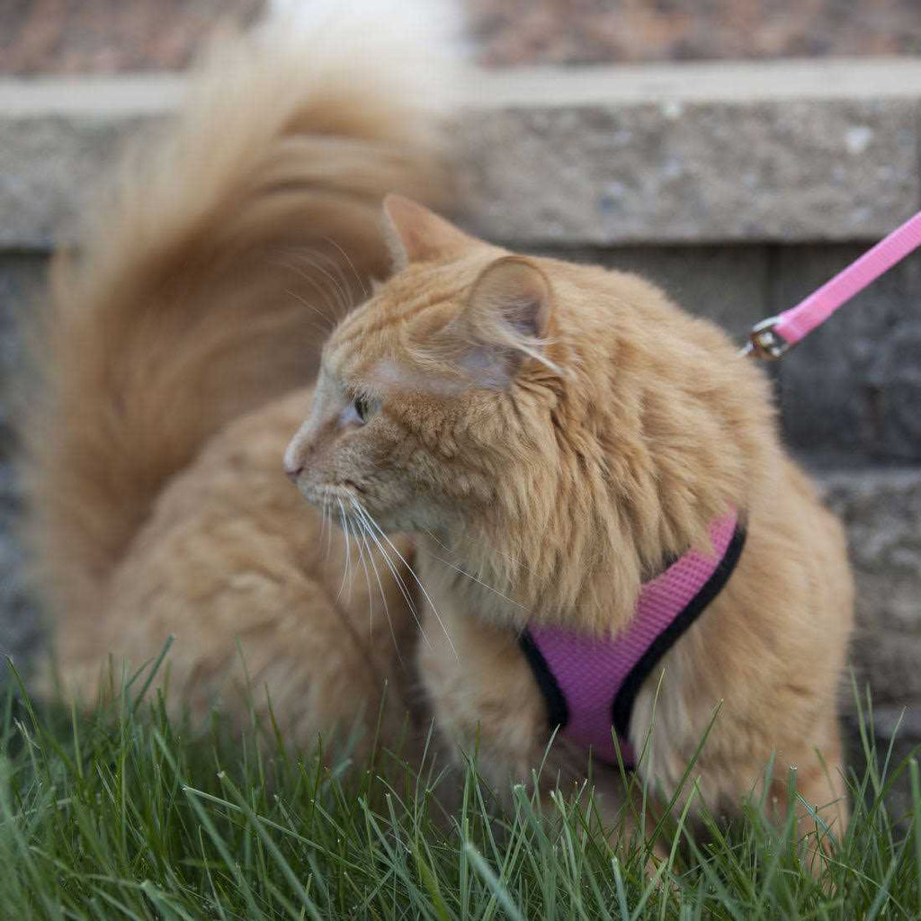 Adjustable Cat Harness with 6' Leash W9604