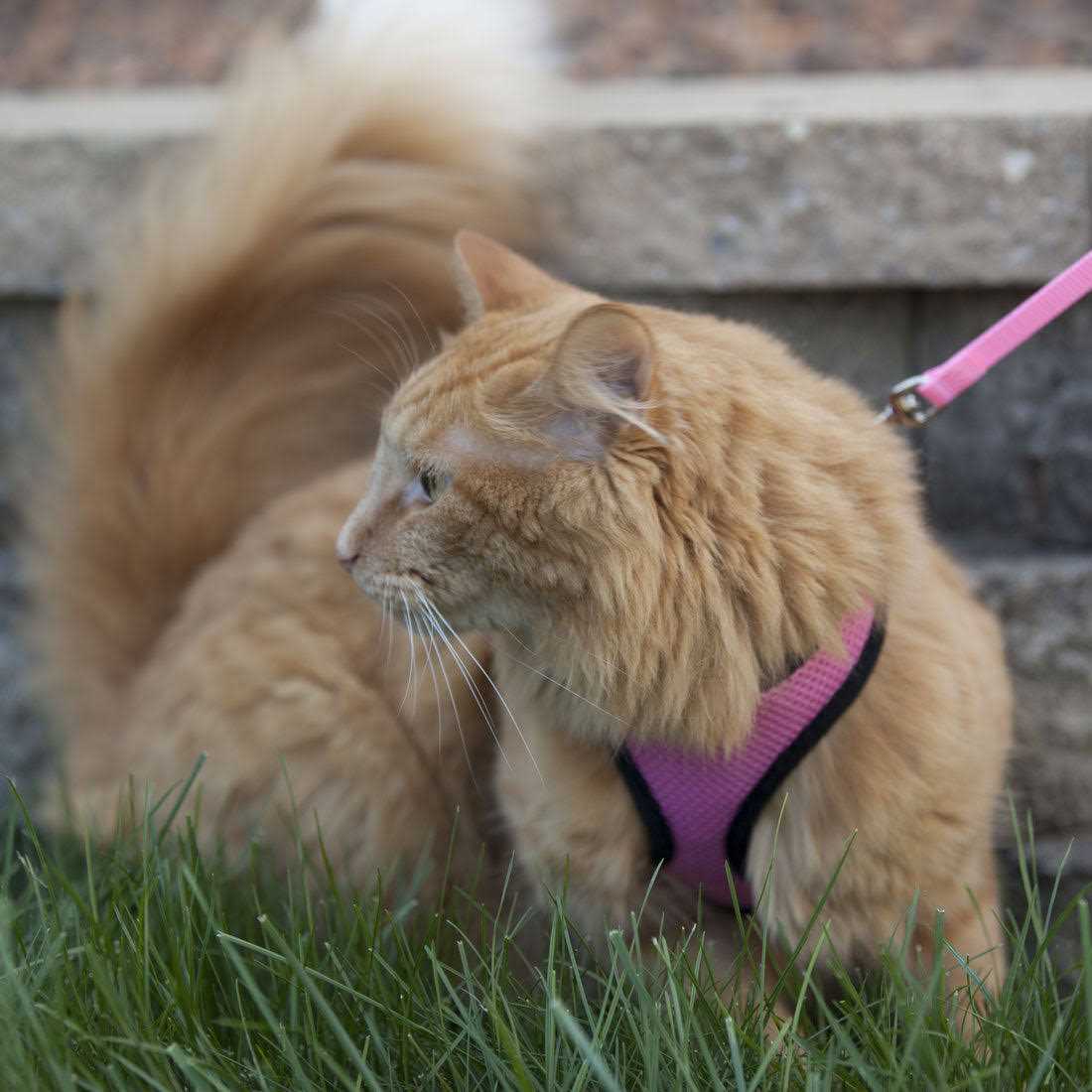 Adjustable Cat Harness with 6' Leash W9604