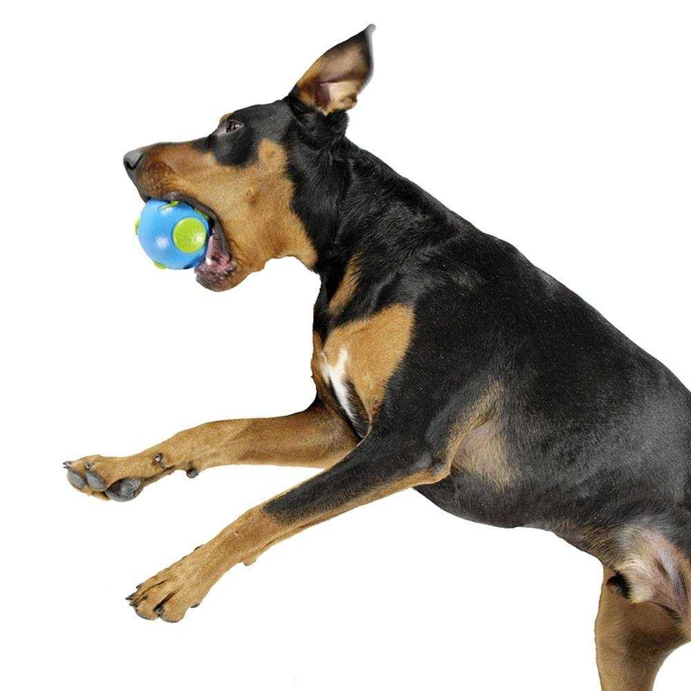 Blue Dog Ball F75985