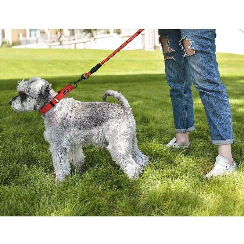 2 Packs Reflective Martingale Dog Collar L3452