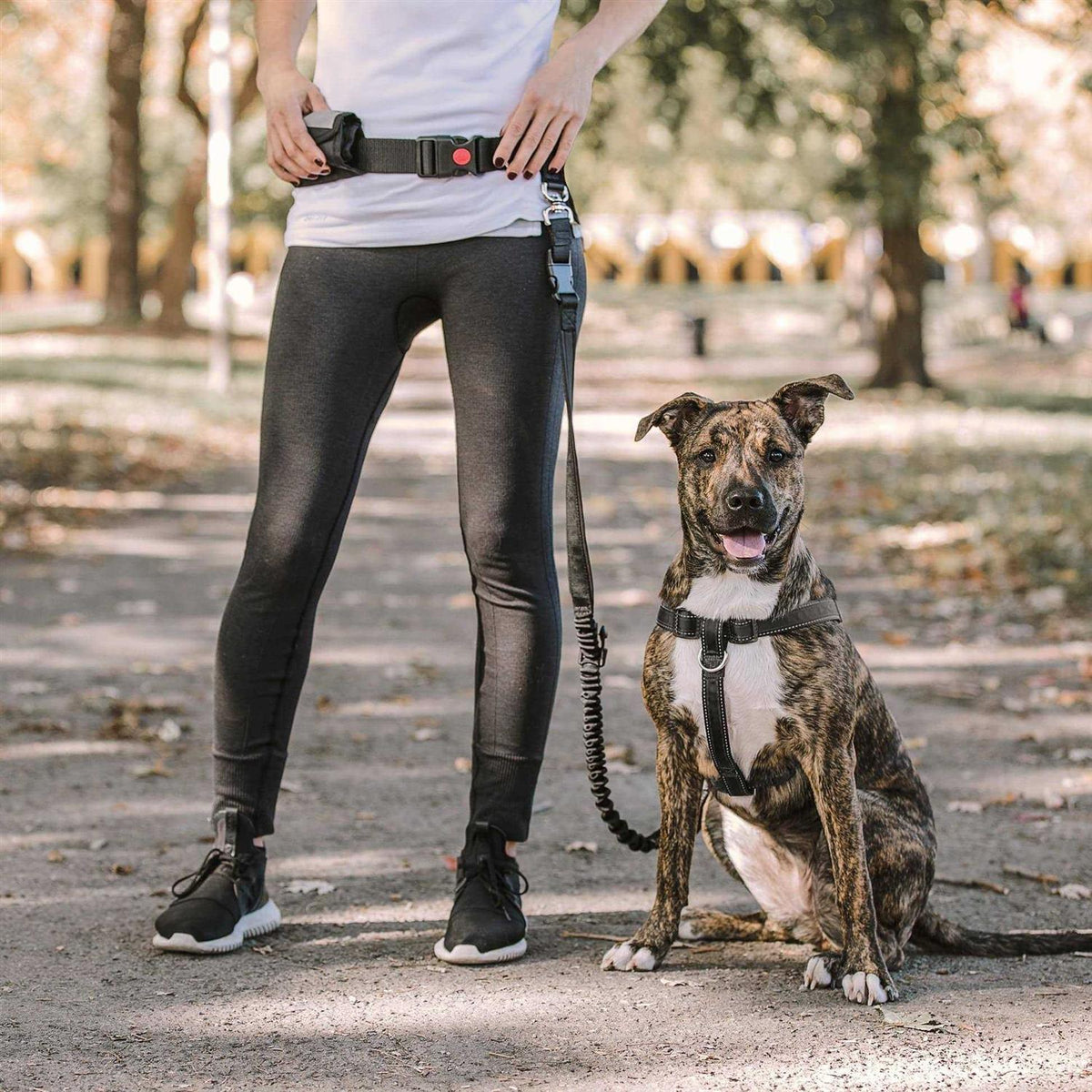 Pet Waist Belt & Bungee Leash D471