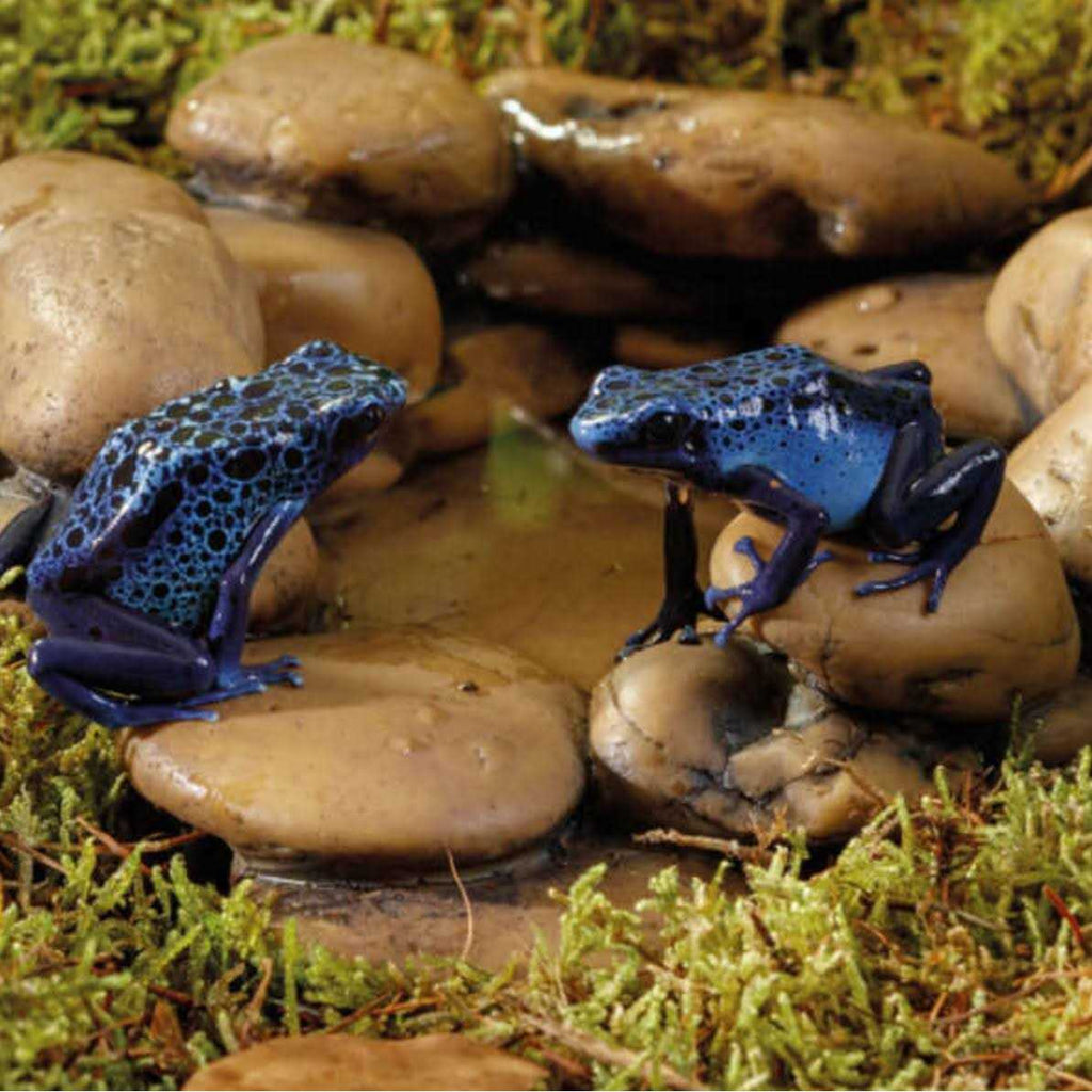 Frog Pond Z56896